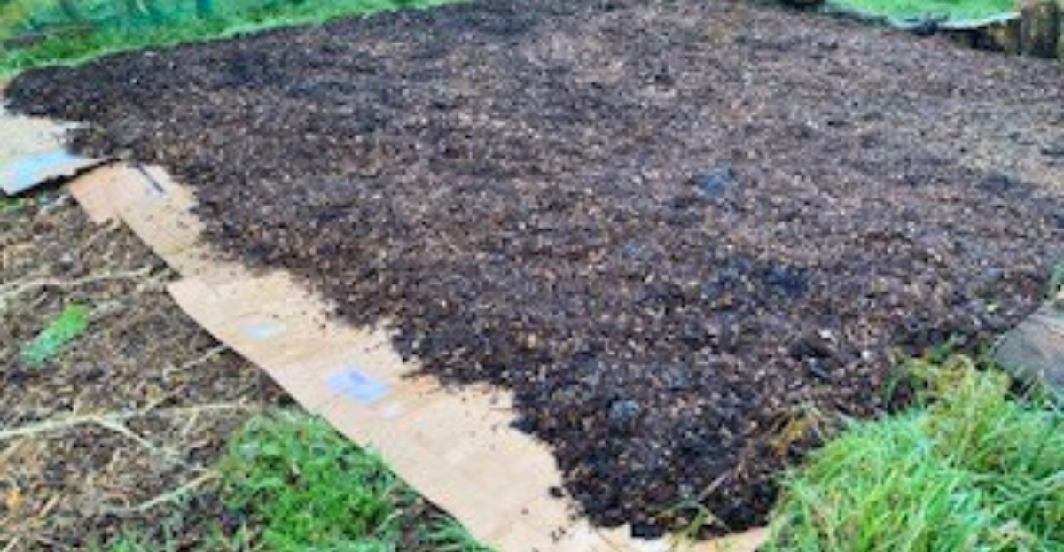 No dig vegetable patch